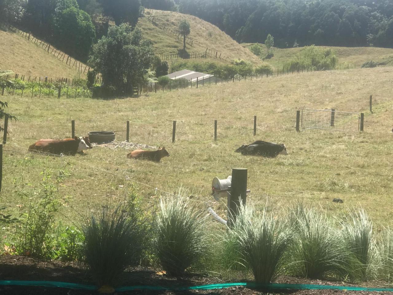 Pukeko Lodge Bnb New Plymouth Luaran gambar